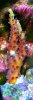 Pink Lemonade acro.jpg