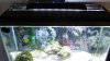 29 gal shot 1.jpg