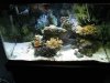 29 gal shot 4.jpg