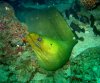 Rita's-Moray-Eel-C.jpg