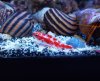 rare fish 008 (800x654).jpg