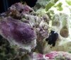 Domino and Star polyps.jpg