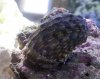 giant snail.jpg