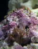 star polyps.jpg