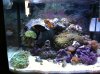 New tank.jpg