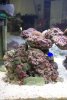 DSC03032.jpg