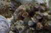 coral.JPG