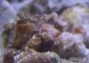 coral2.JPG
