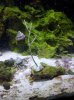 Gorgonian Coral with snails and emerald.jpg