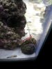 Peppermint Shrimp.jpg