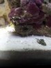 Porcelain and Nassarius Vibex Snail.jpg
