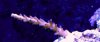 Unknown Wild Acro.JPG