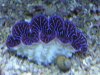 clam1.jpeg