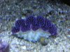 clam 2.jpg