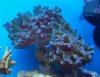 corals 055 (800x616).jpg