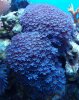 corals 062 (633x800).jpg