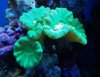 reef pics 017 (800x622).jpg