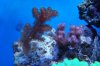 reef pics 035 (800x533).jpg