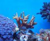 reefs 017 (800x664).jpg