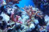 reefs 023 (800x533).jpg