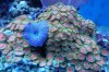 reefs 025 (800x533).jpg