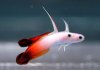 CP_goby_fire.jpg