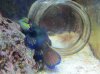 fish tank 022.jpg