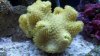 coral 002.jpg
