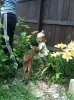ImageUploadedByTapatalk1339041575.174549.jpg
