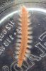 DSC01366.JPG