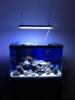 New Tank.jpg