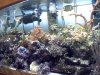 reef2.jpg