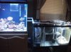 sump fuge 001.JPG