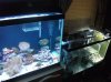 sump fuge 006.JPG