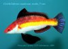 wrasse.jpeg