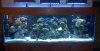 my tank.jpg
