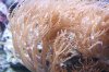 Parent-Anthelia%20Pink.jpg
