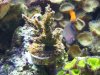 acro-fish.jpg
