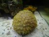 gonipora.jpg
