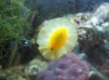 limpets.jpg