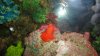 DSC00474.jpg