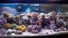 newtank 005.jpg