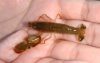 pistol-shrimp.jpg
