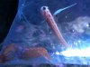 Goby2.jpg