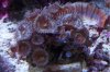 new2coral.JPG