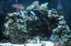 DCX_0858_aquarium.jpg