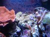 corals2 009.jpg