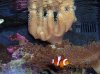 coral clwon.jpg