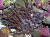 hand coral1.jpg