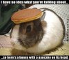 bunny.jpg